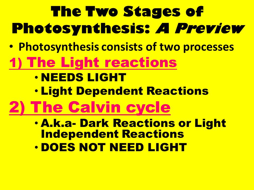 The two stages of photosynthesis